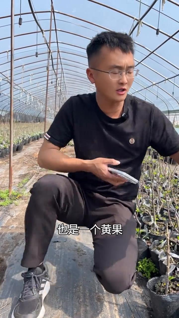 营养杯苗优势多，吉6嫁接辉煌大樱桃苗。
大家都知道黄果大樱桃品种黄蜜非常好，虽然