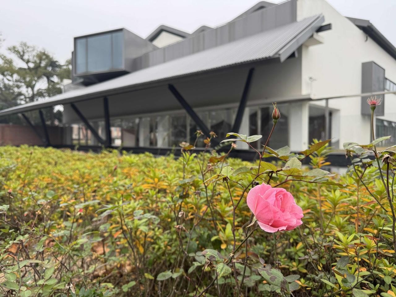 晒出你手机中盛开的花朵最后的一朵