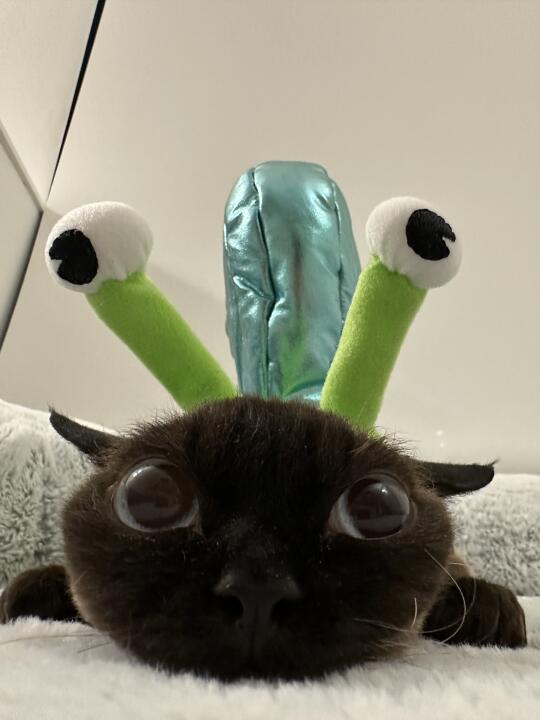 是蜗牛还是寄居蟹？🐌or🐚？