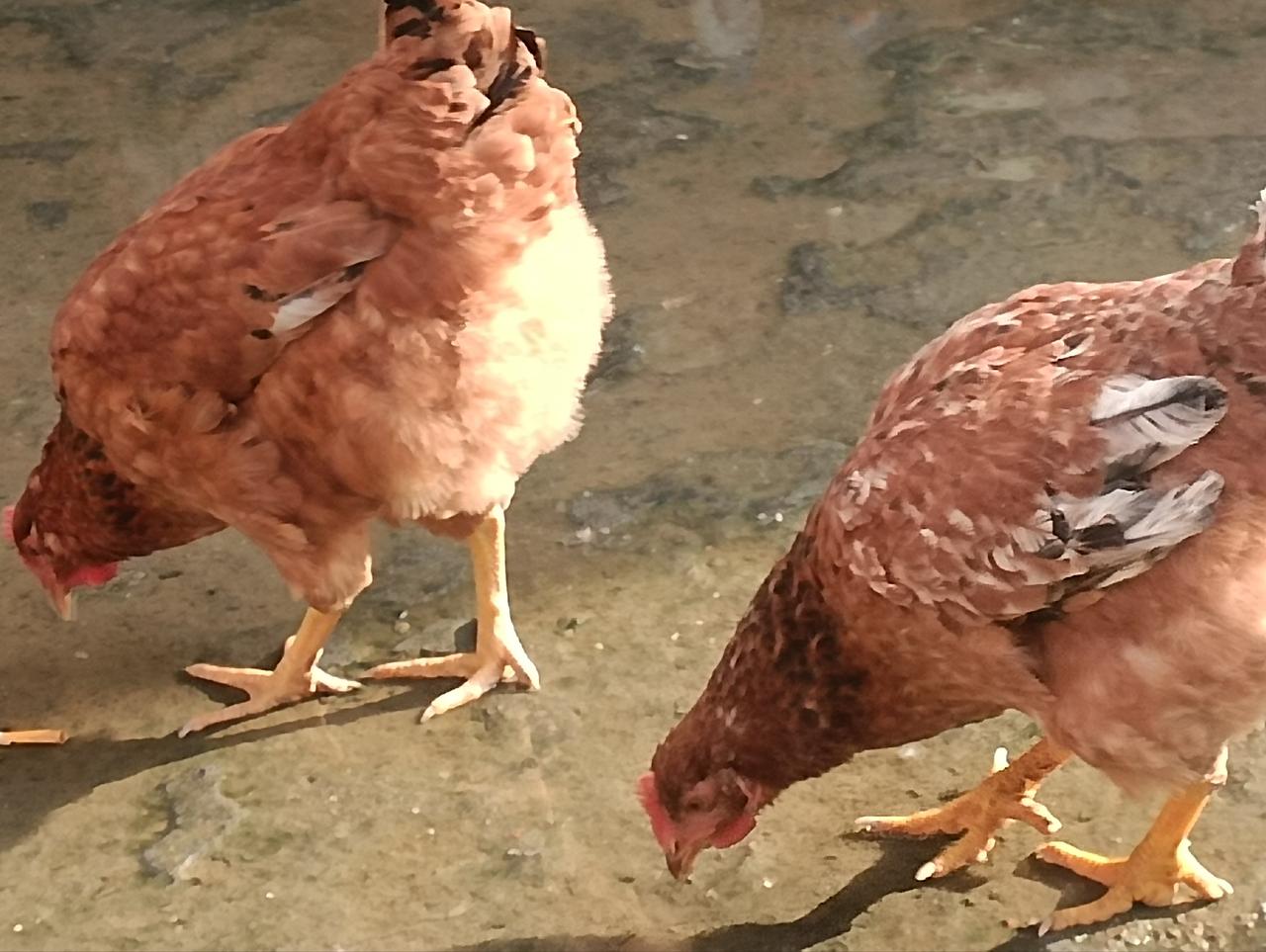 亲情，在零距离的关爱之中！
   又添了一个大胖孙子，非常高兴。
   妻子在夏