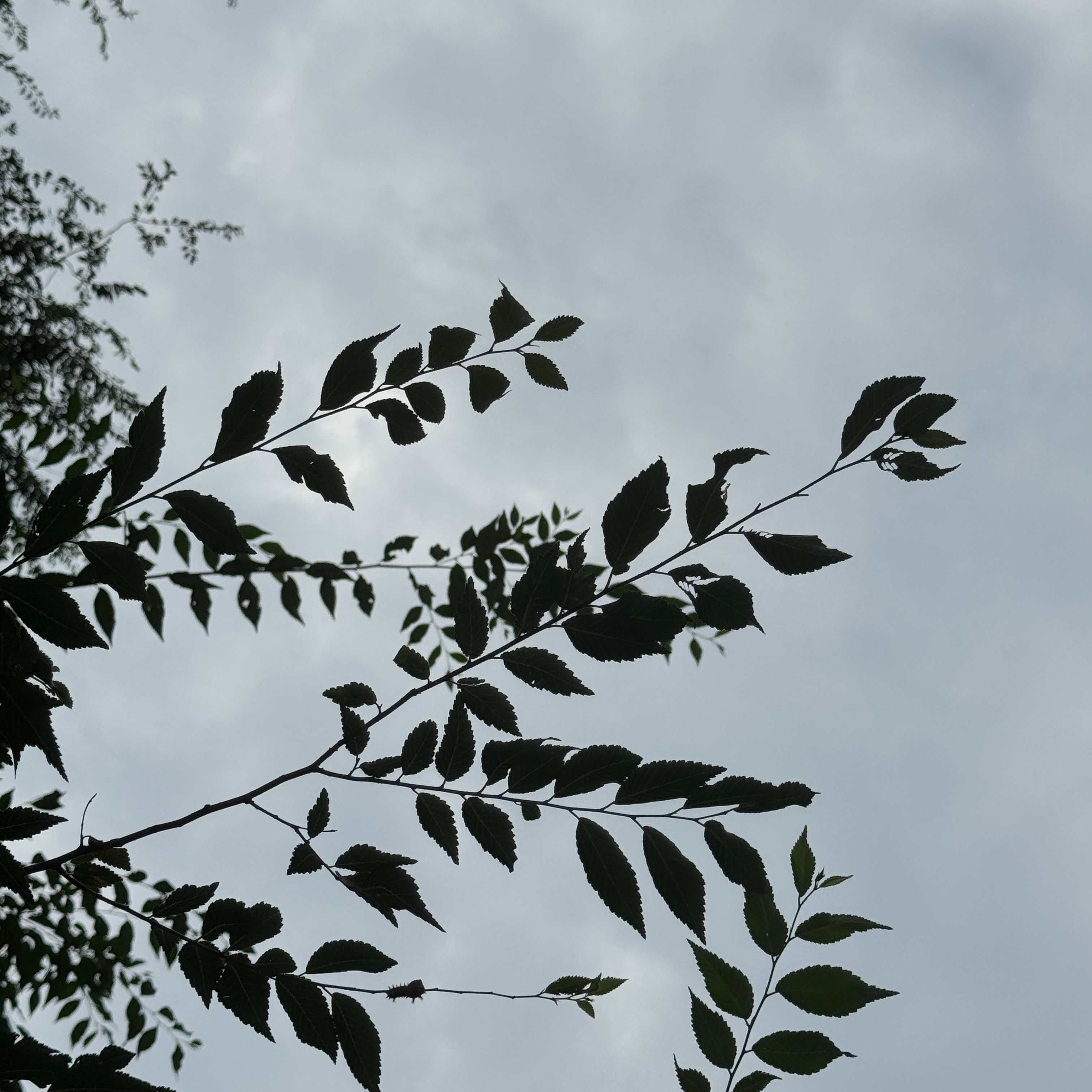 乌云漫过天际，云絮层层叠叠，这场雨不知何时能下？睡个好觉٩(๑´0`๑)۶晚安啦
