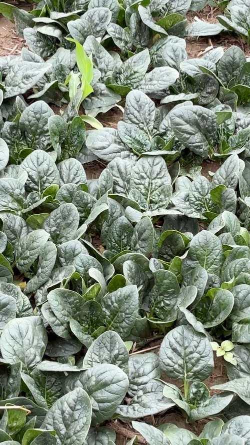 最近河南的趴地菠菜也太火了！一条几秒的短视频直接把它捧成“顶流蔬菜”，网友喊它“