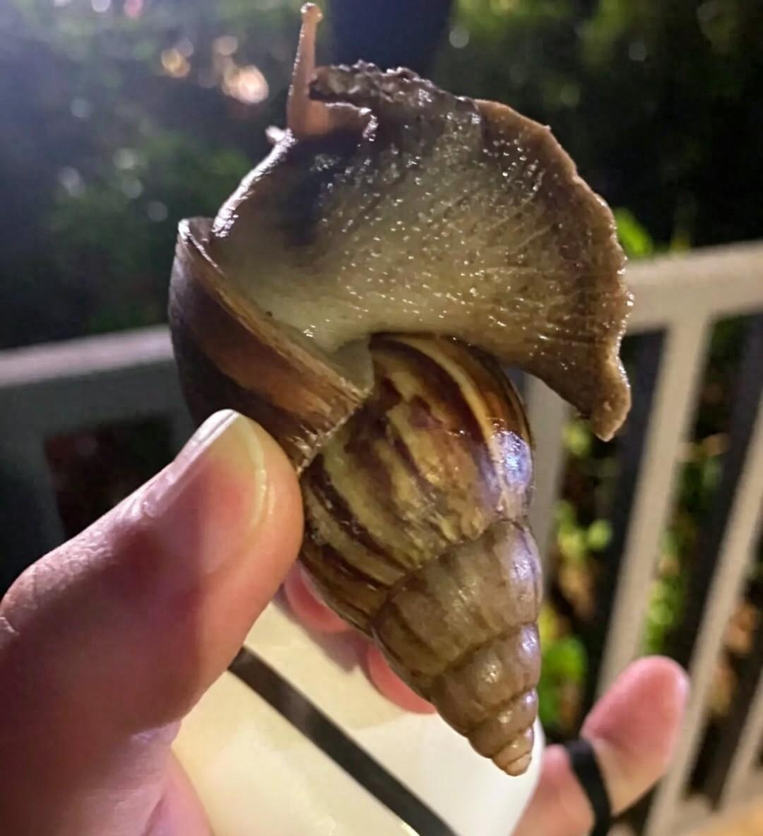 只是随手一碰就中招！深圳一岁孩童不幸染病，雨后路边随处可见的大蜗牛，暗藏致命隐患