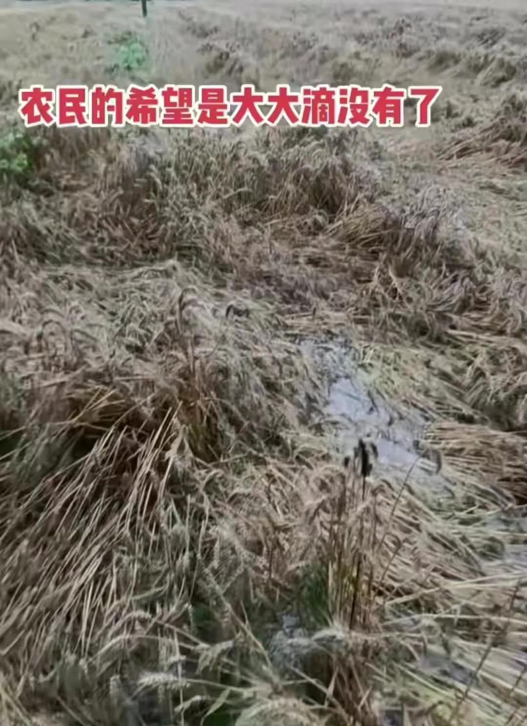 
为了保粮食生产，国家做了很多事，但这次河南的事情毁于最后一哆嗦！

小麦是口粮
