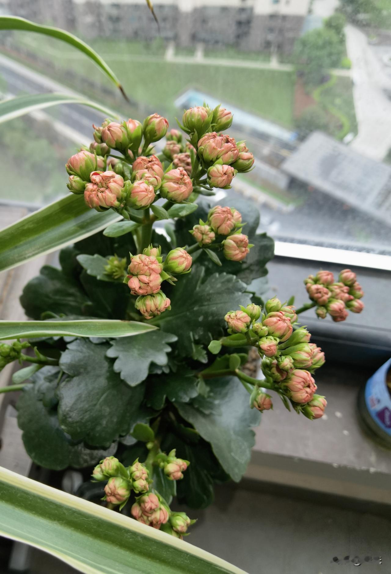 我有长寿花一盆，
一天看两回，
早一回晚一回，
看着看着，
长寿花的花季都快过去