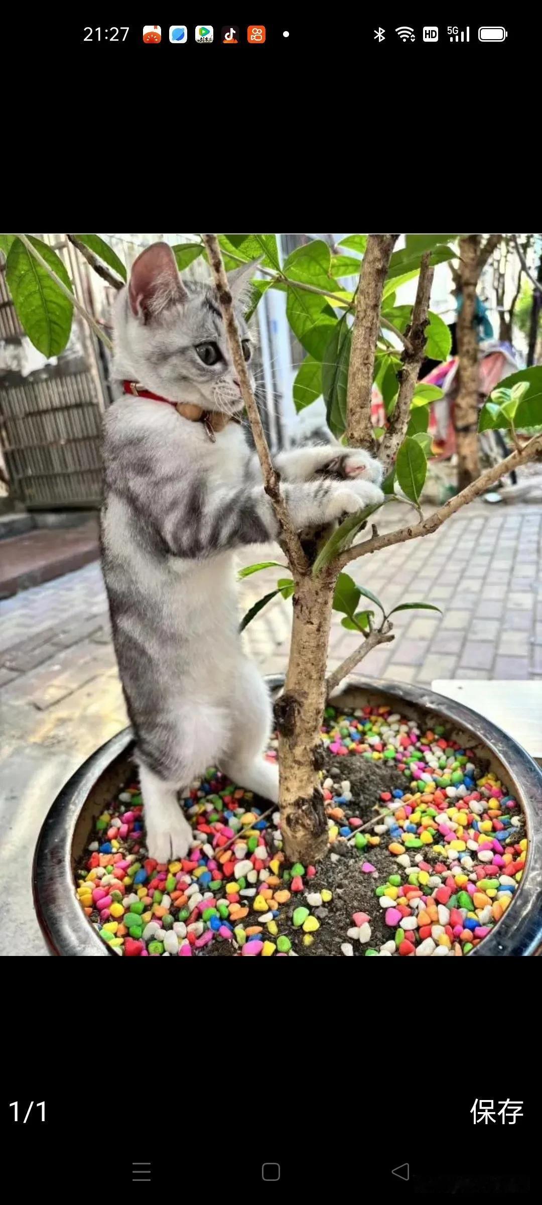 这只猫，漂亮不？

#夏日生活打卡季#