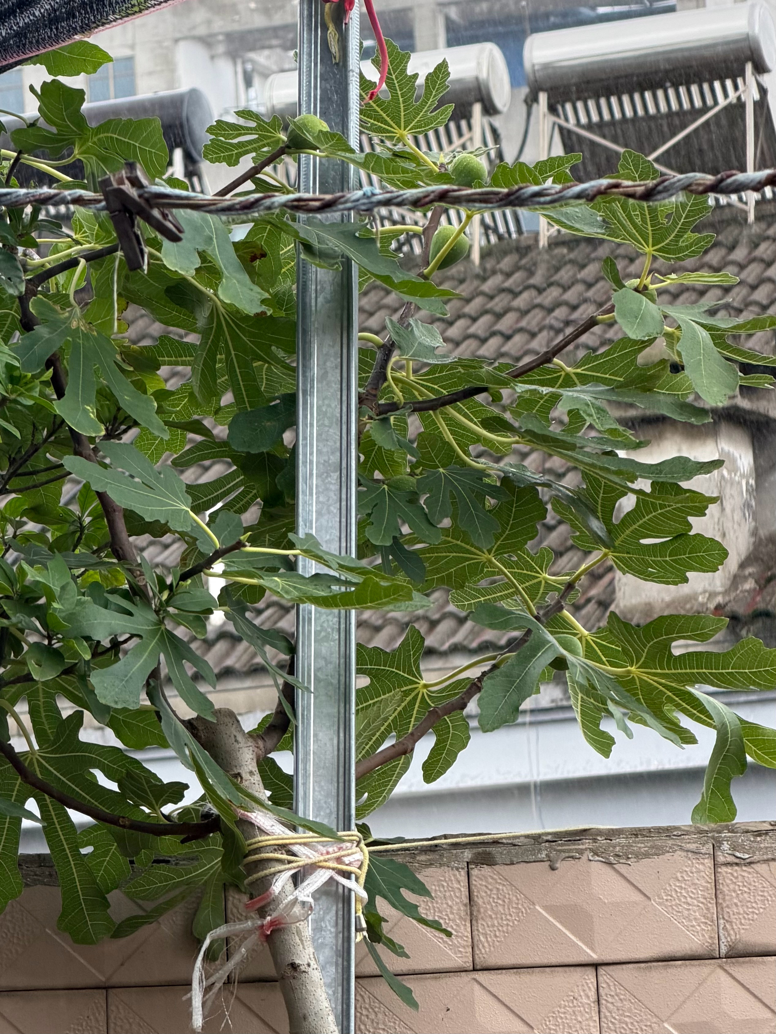 微风 小雨室外阳台螺蛳粉火锅一个人快哉快哉 