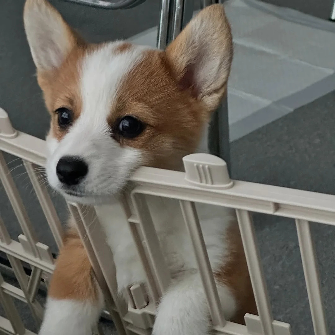 到点了正在乖乖等待麻麻下班的小狗 