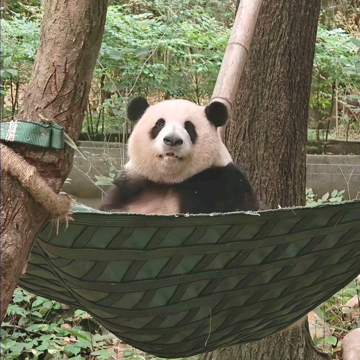 哈哈哈吊床上乖乖呆着的奶呼呼的花 