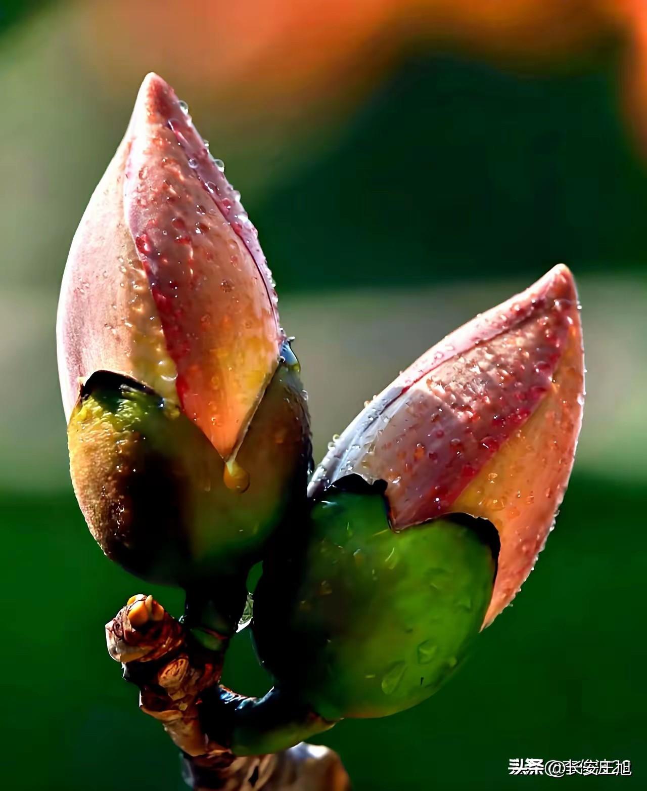 当下离婚率这么高，很多人都在扪心自问:有没有真正的爱情？要我说，爱情这东西，就像