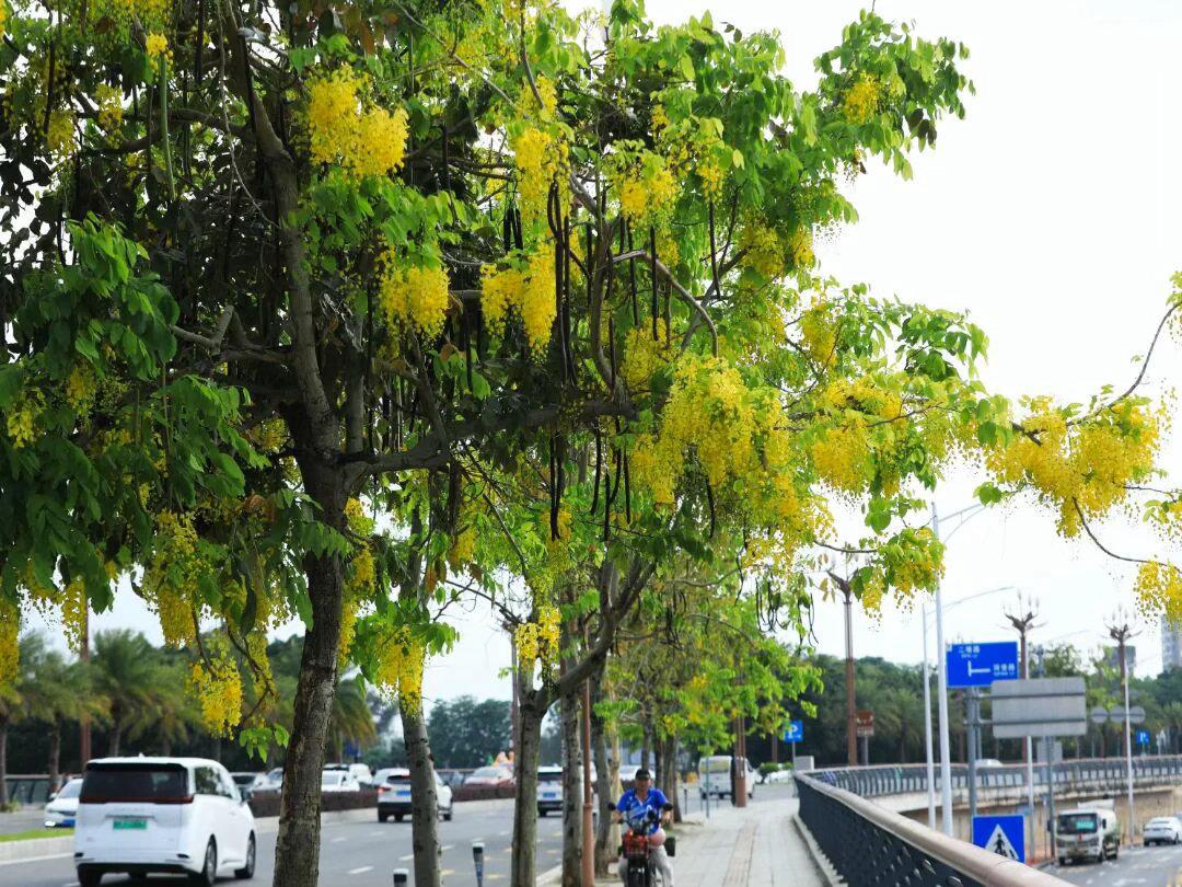 【超美限定！夏日的肇庆花海美出圈！】肇庆城区的街头巷尾便被次第绽放的夏花唤醒。粉