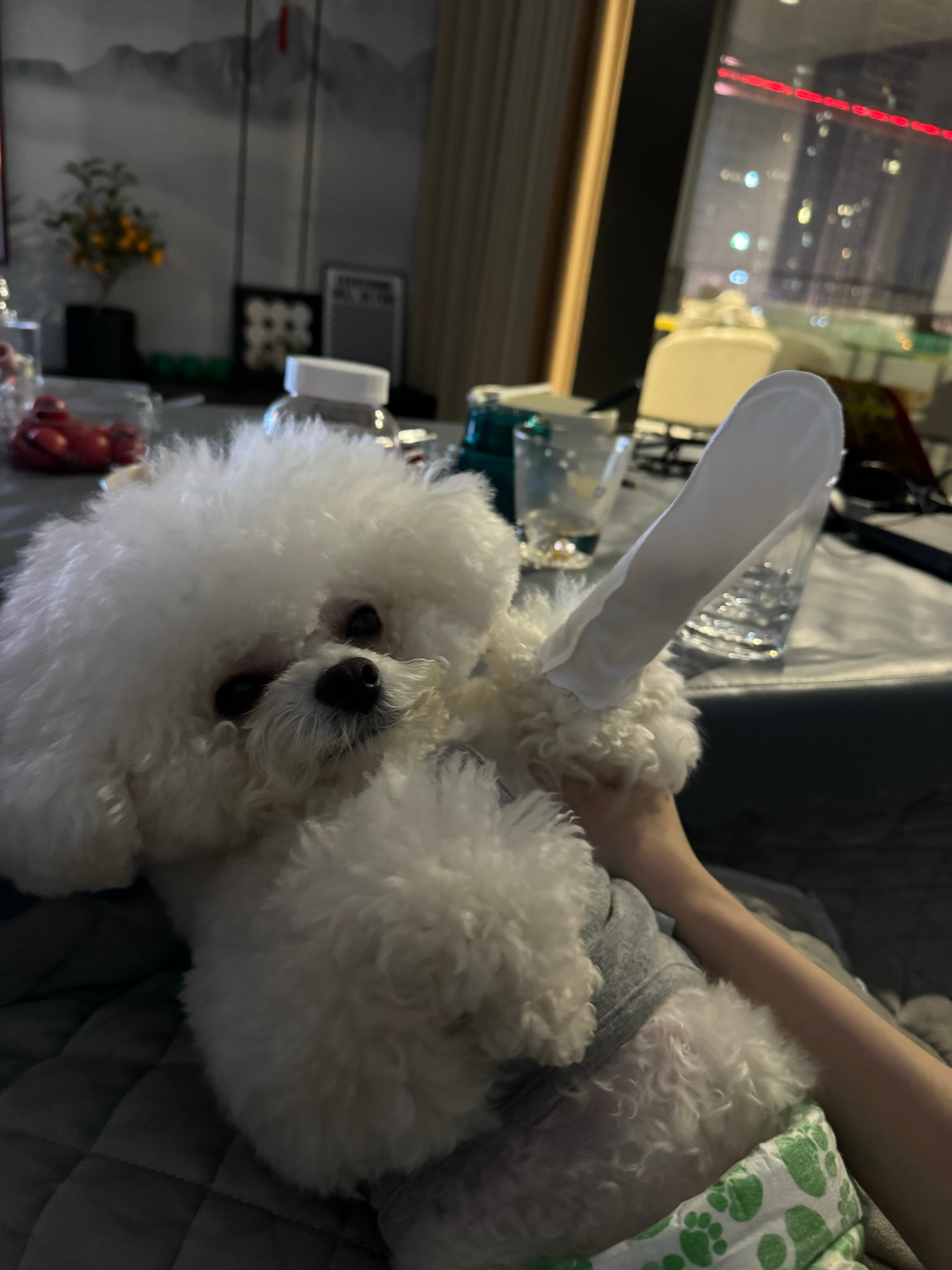 我的狗狗比我可爱所以放前面[抱一抱][抱一抱][抱一抱][抱一抱] ​​​