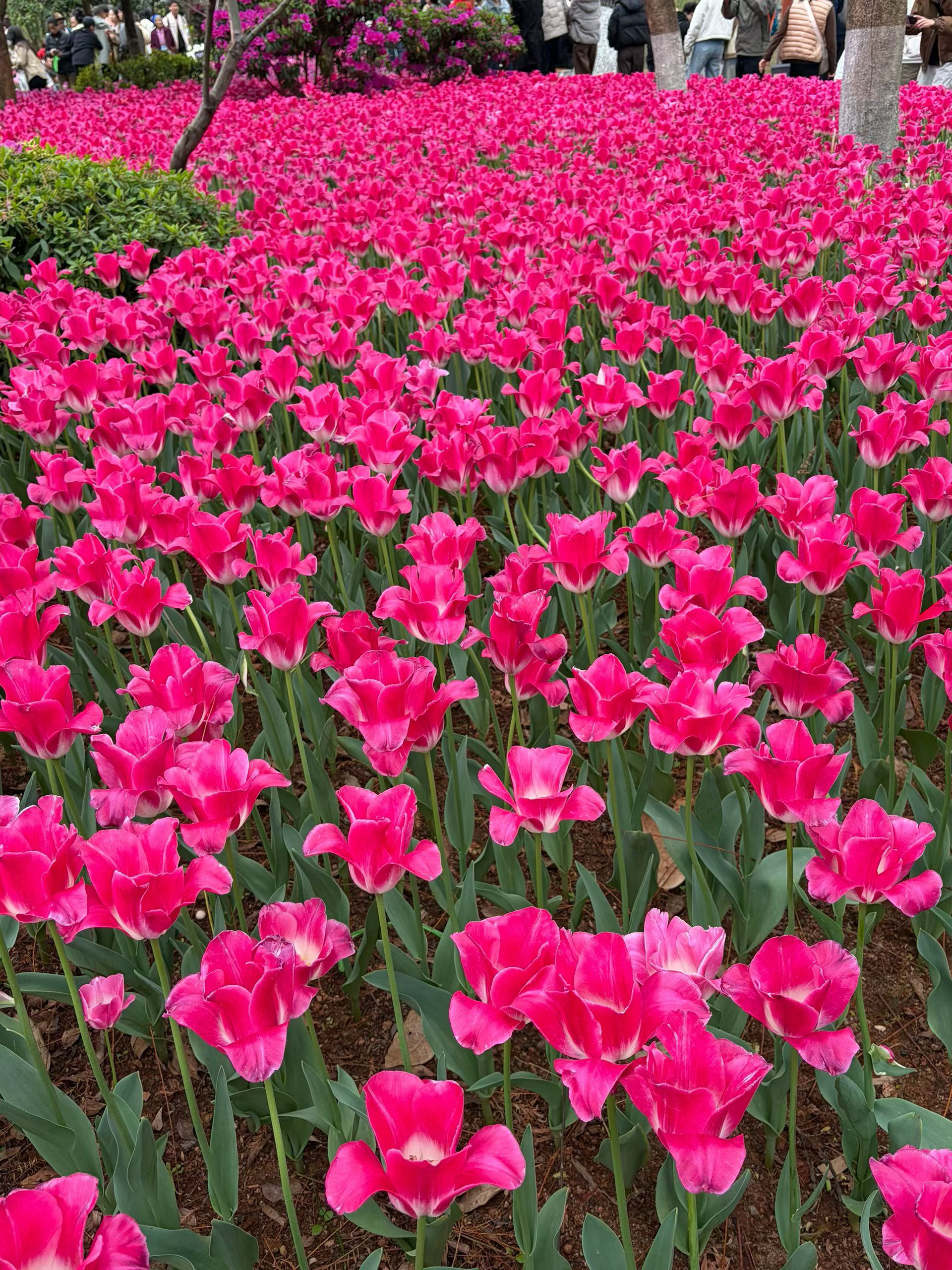 pick你心中的改编潜力王微博年度待改编ip评选 所有的愿意，都是因为爱昨夜下了