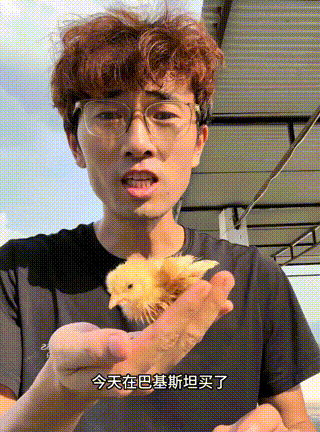 一位博主，
在巴基斯坦，
买了一只小鸡，
博主把刚买来的小鸡，
拿在手上给粉丝炫