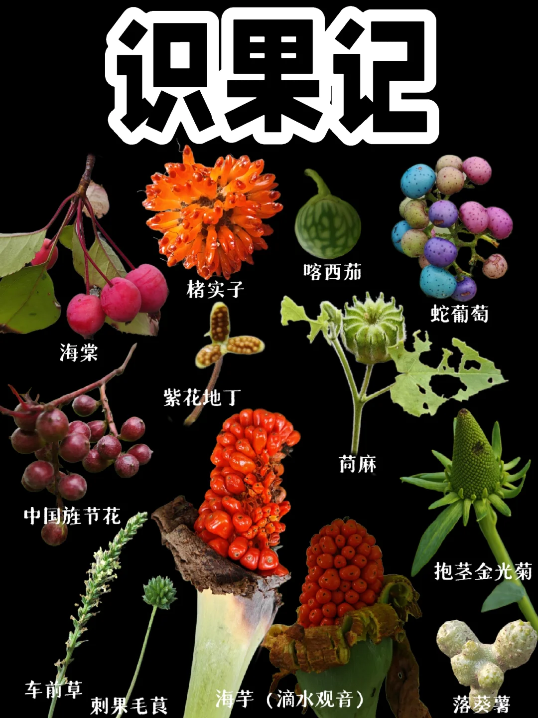 【识果记】第十九弹