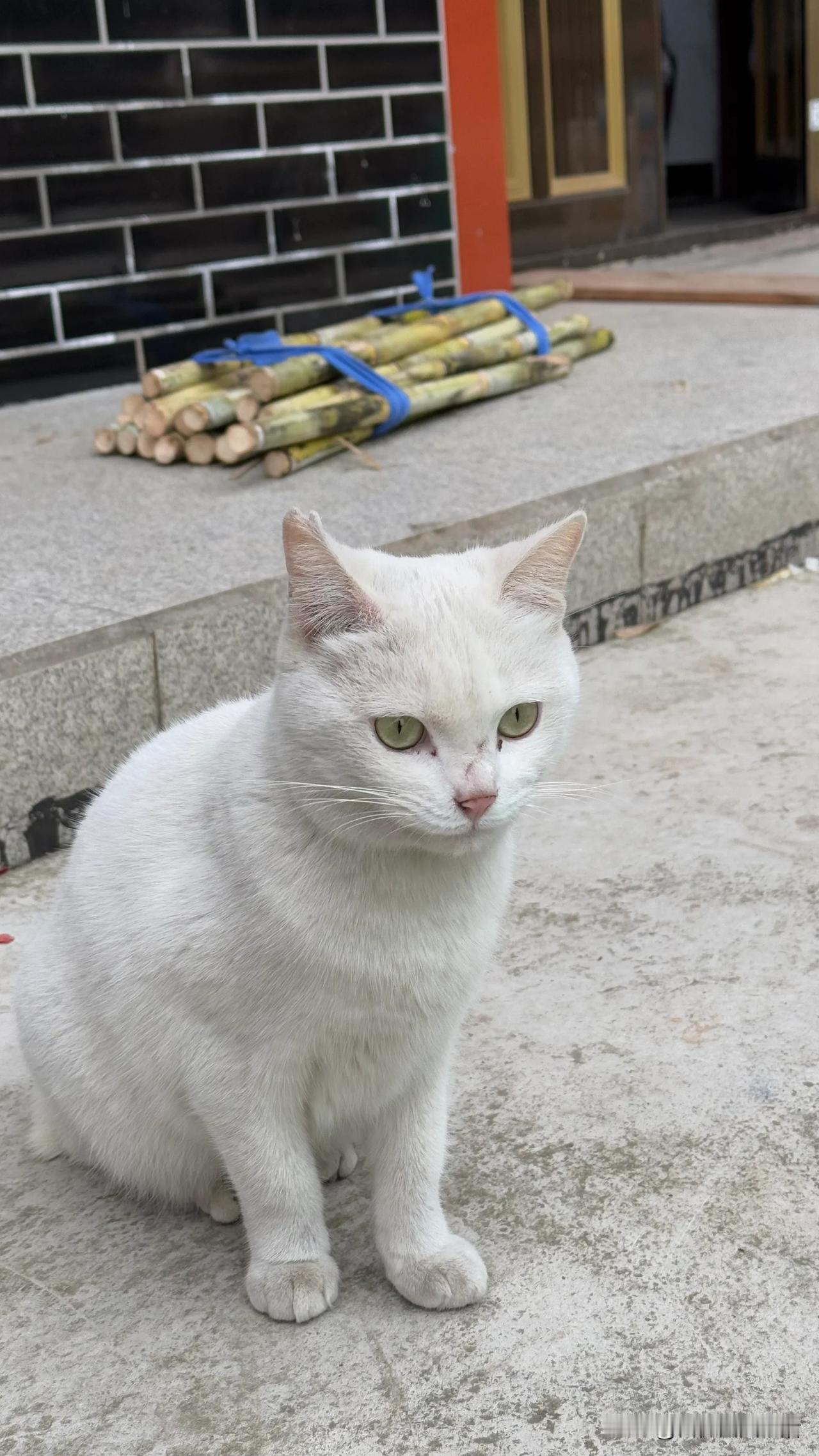 发一张图片证明猫咪很可爱这是我捡的流浪猫，两千公里从上海带回四川过年[灵光一闪]