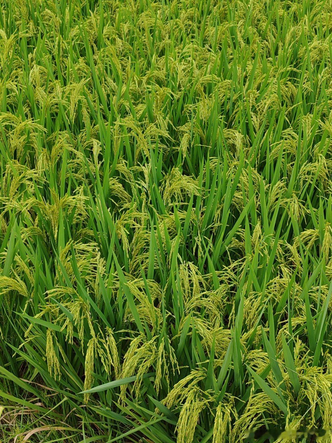 又是台风天～雨从昨天下午到现在～不停的下～ 