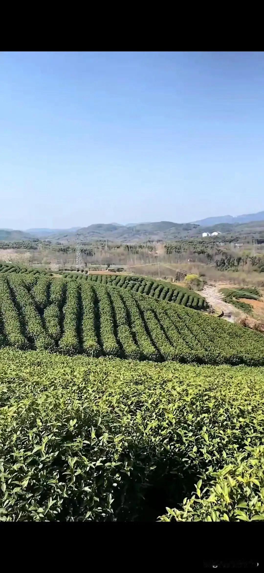 从安吉到溧阳，新茶滞销的启示！最近，网络报道安吉白茶“白菜价”、溧阳白茶也滞销了