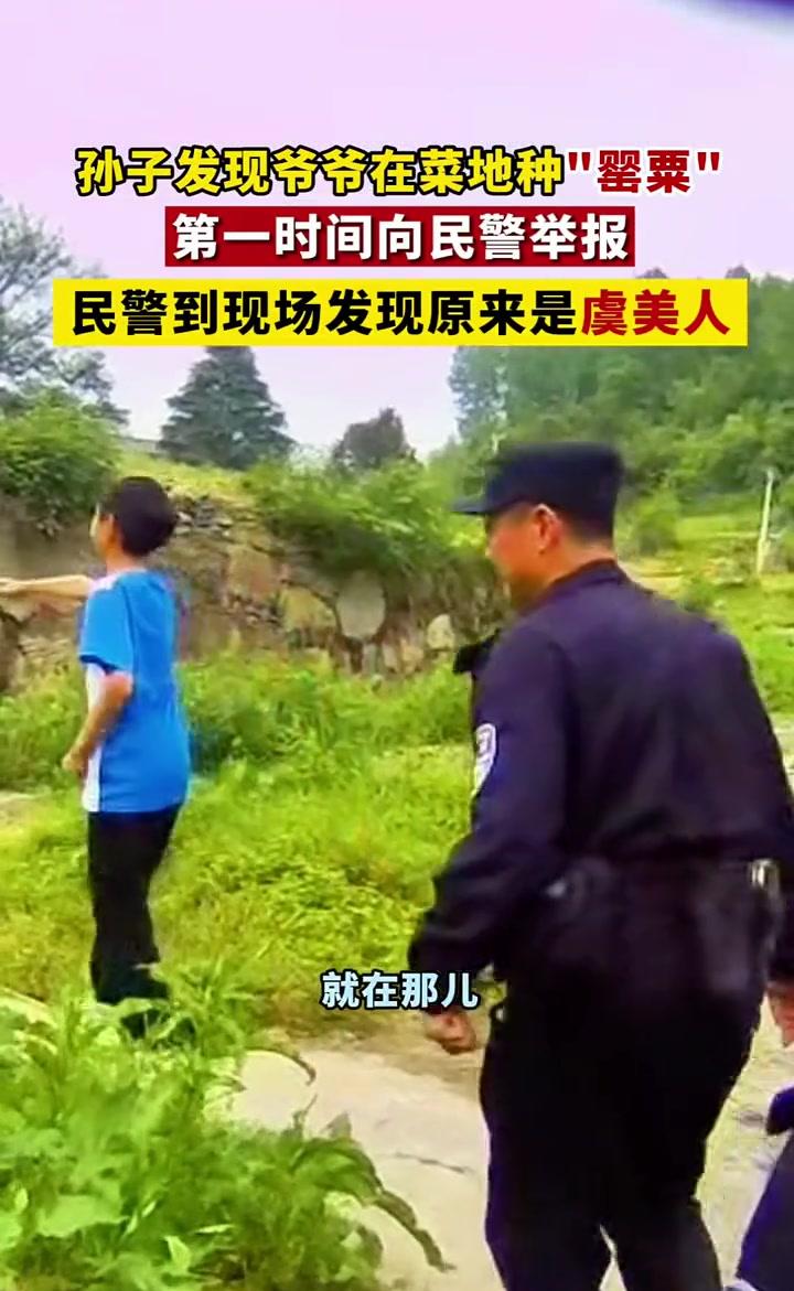#孙子举报爷爷种罂粟？民警：虞美人#
还好是乌龙！孙子举报爷爷种罂粟，乍一看以为