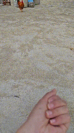 今日喂鸡，
这公鸡绝对能处！
有好吃的第一时间不仅想到了媳妇，
还说：媳妇快来啊