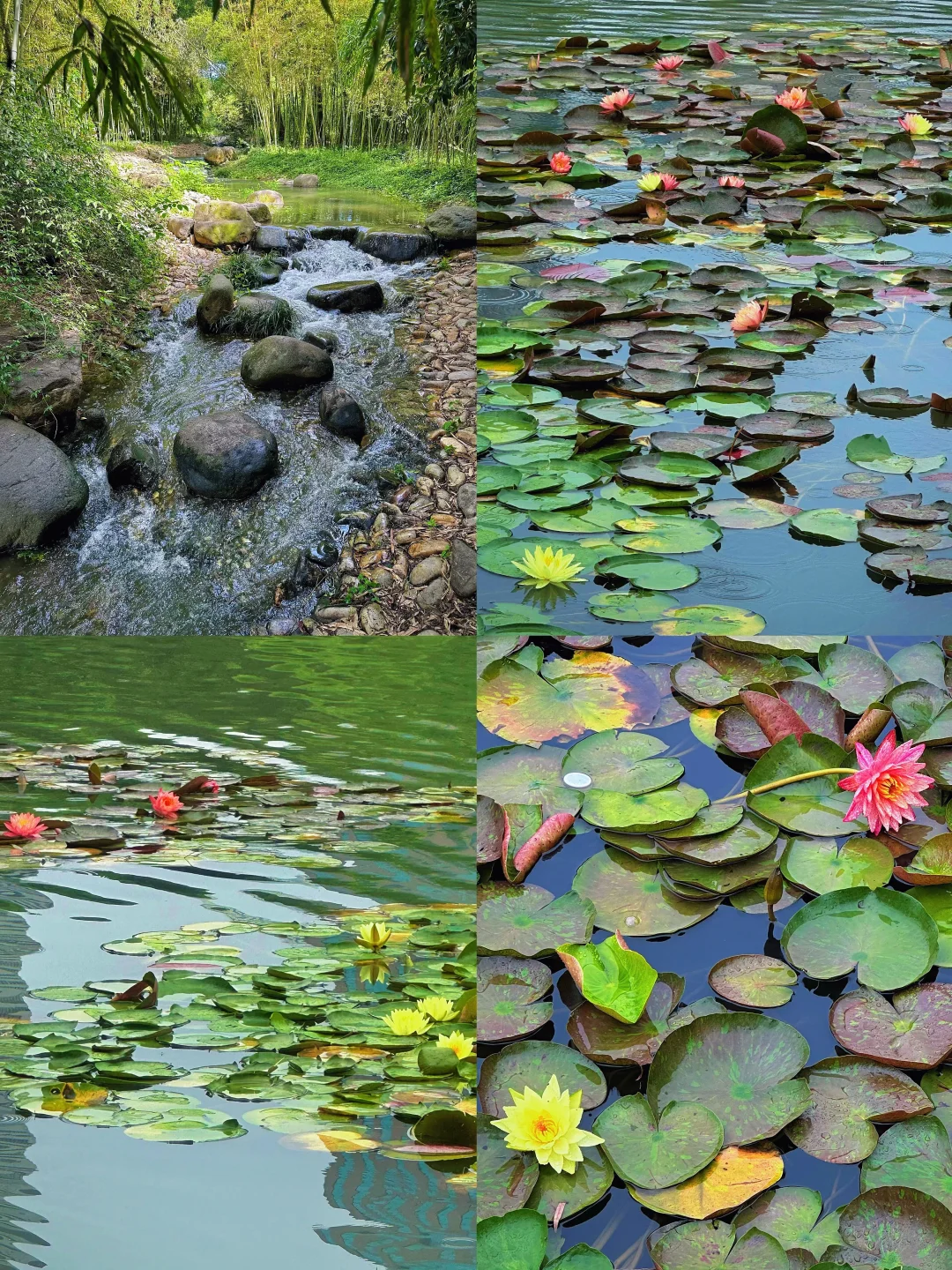 虹桥宝藏花园🪷睡莲+溯溪🍃顺路古北日料🍣