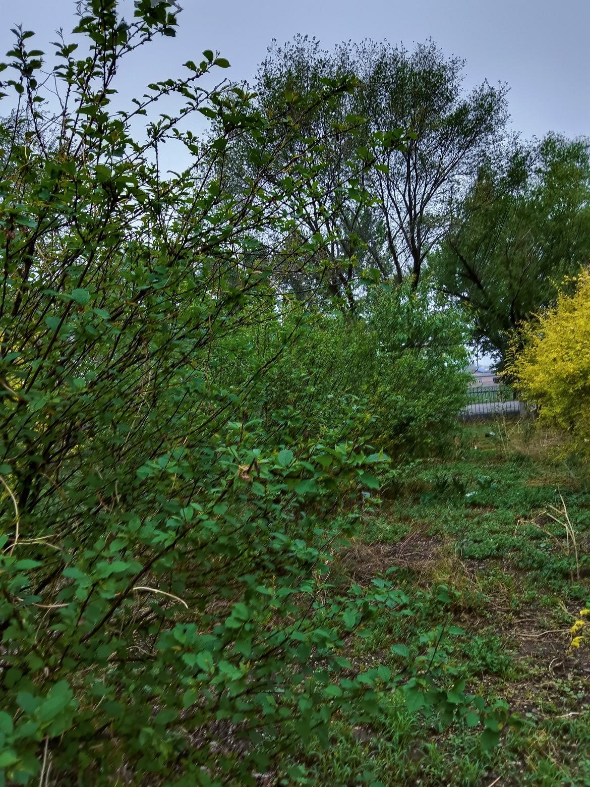 绿意盎然的自然小径，静谧而美好。🌿🍃绿树掩映，芳草萋萋，大自然的景色真美呀！
