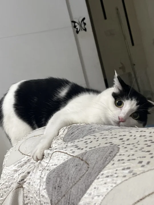 完全黑芝麻奶油蛋糕