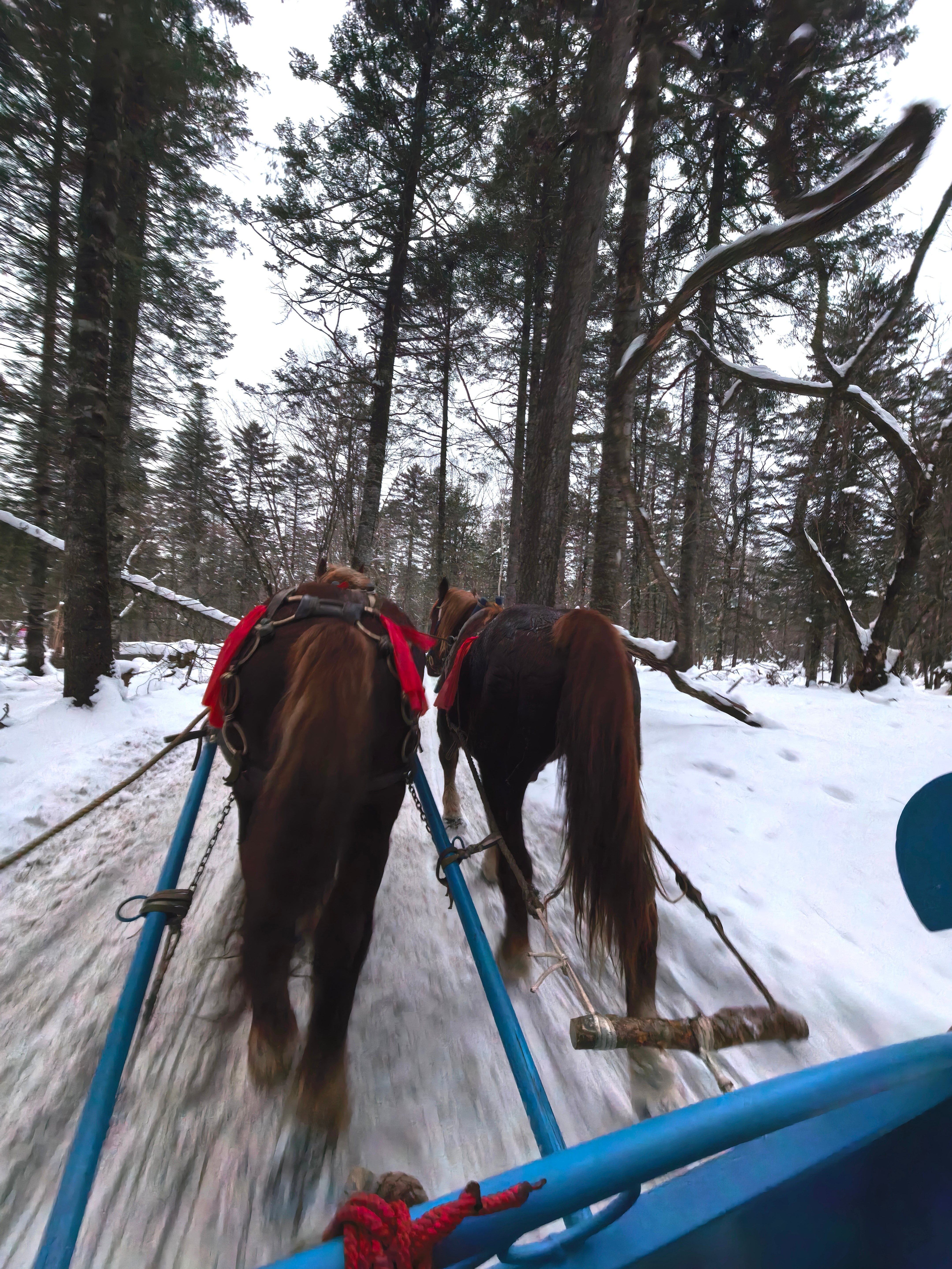 师傅在赶着马，后面的女生一直在说，哎呀师傅别打它，你看它多累啊，而且这么冷，让它