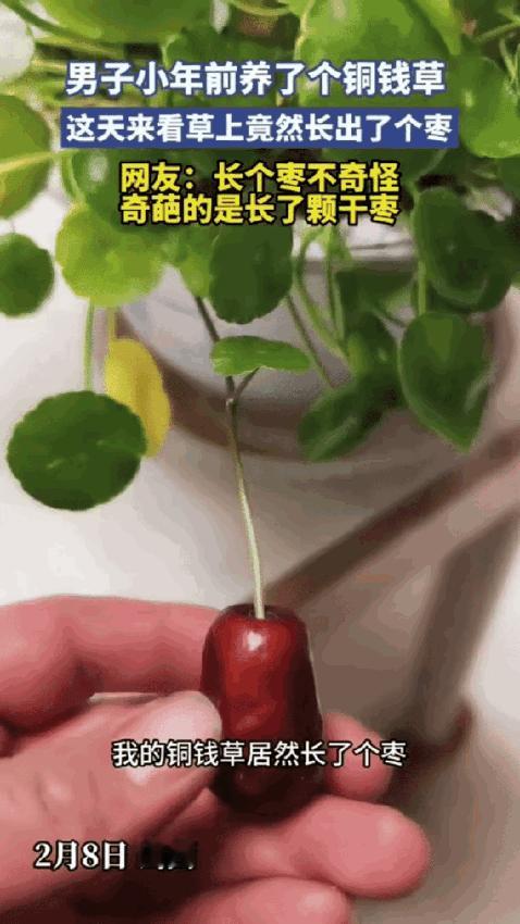 “解释不清了”山西，一男子在家打理绿植，给铜钱草浇水，拨开叶子发现了一件不可思议