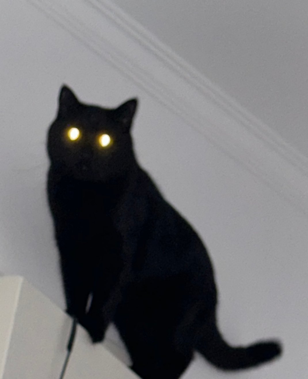 晚上在家找猫，抬头差点被送走 