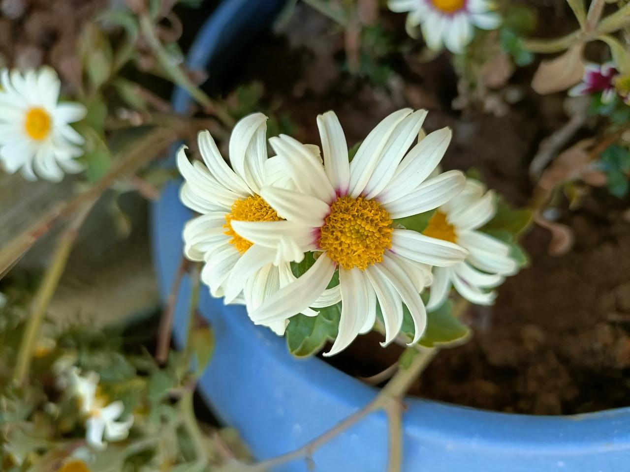 去年买的年花小太阳，开花好几天了，虽然整体看着芜杂凌乱，像战地黄花，但细端详，还