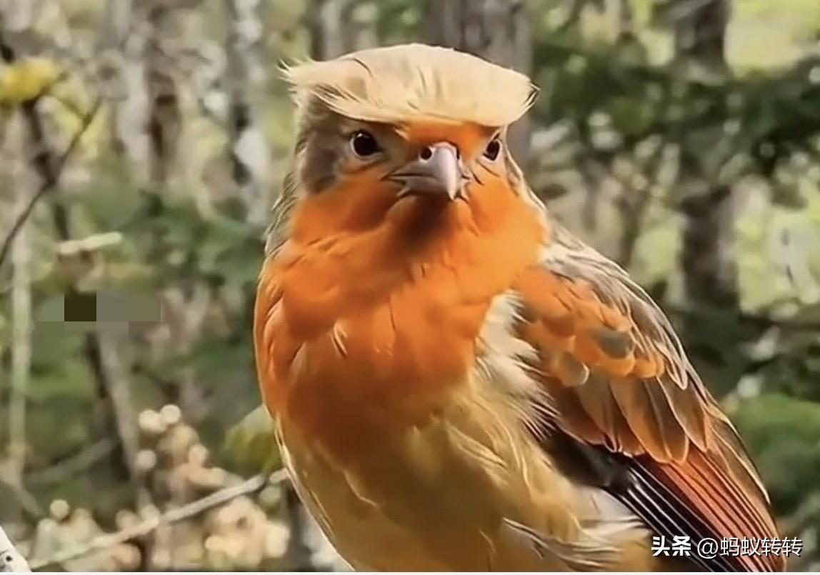 万物皆可撞脸，这是特朗普伪装的吗？特朗普自娱自乐 特朗普争议图片 特朗普变脸术 