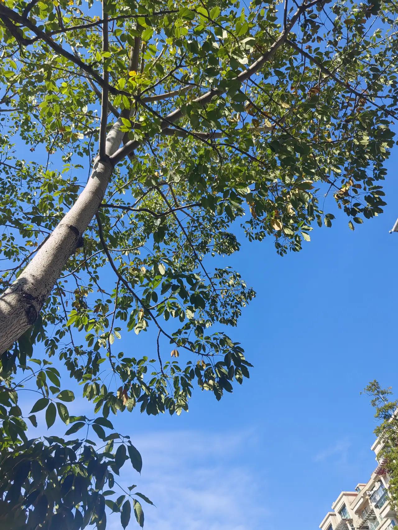 12月悄然来到，岁月如歌，时光似水，静静流淌，不紧不慢，带来一份难得的平静与安详