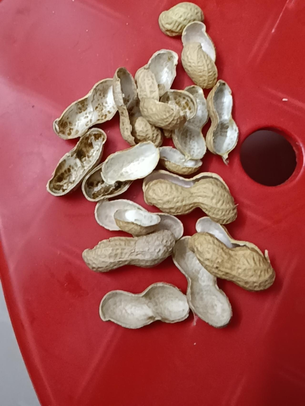 老伯解物｜大多果子都是开完花后生的，凭什么这东西独占“花生”这个芳名？
晚饭少吃