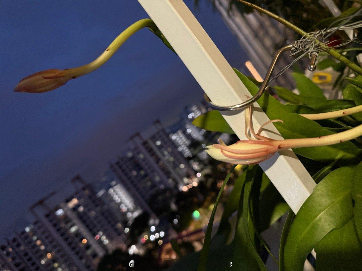 晚睡等到了昙花开放，好运💚 