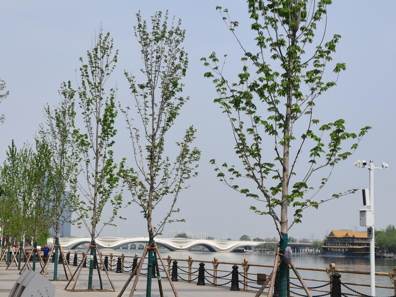 通州是运河广场，牡丹开了，风和日丽的岸边，很多人钓鱼散步。而且这里周末晚上还有喷