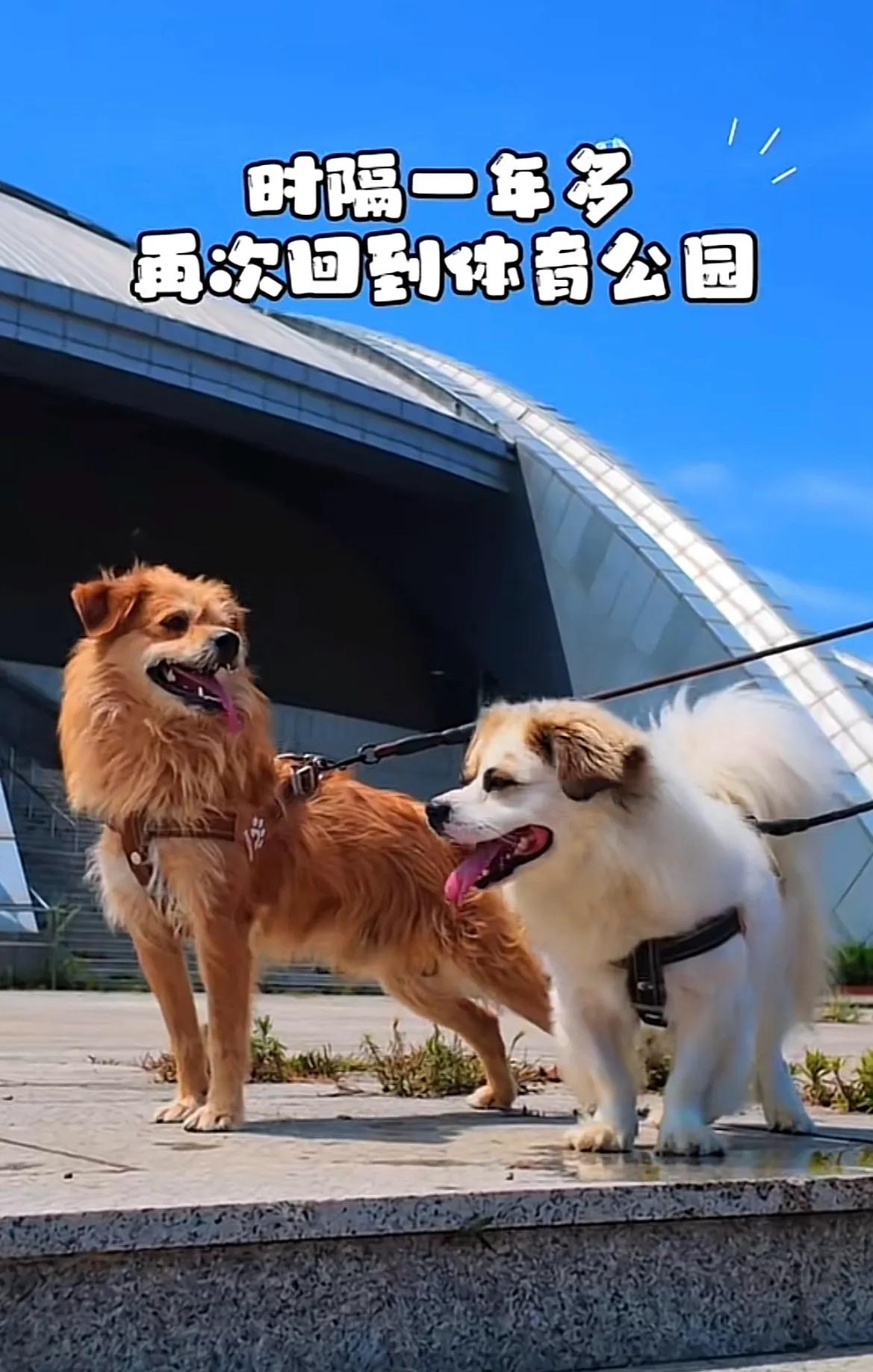 烟台莱山，体育公园里出现身家五万的伯恩山犬啾啾和它的哥哥们，这是当初黄白17收留
