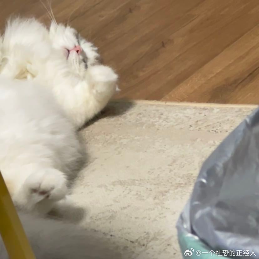 不丢睡晕的小丢丢😺 