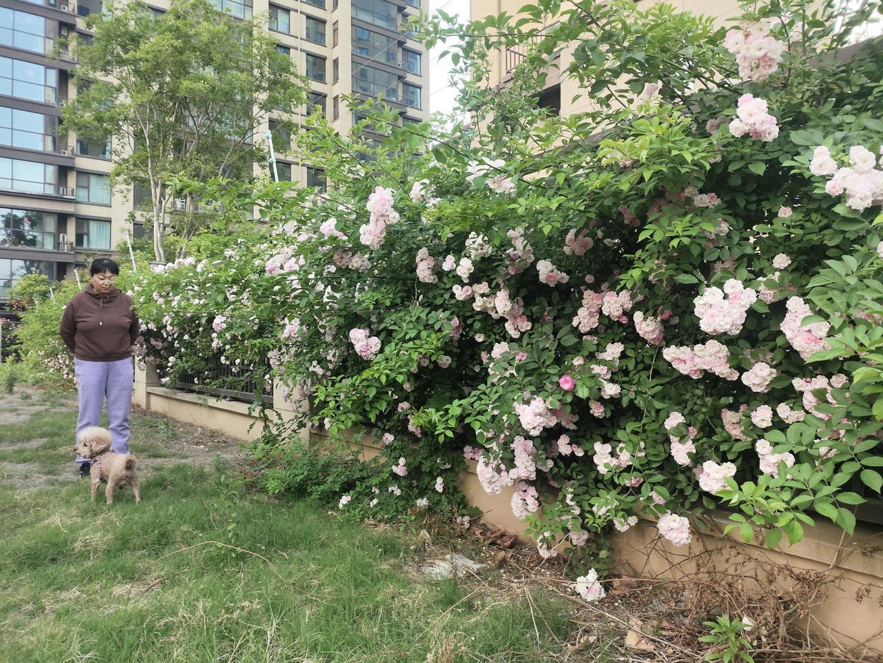 我认为合家出游