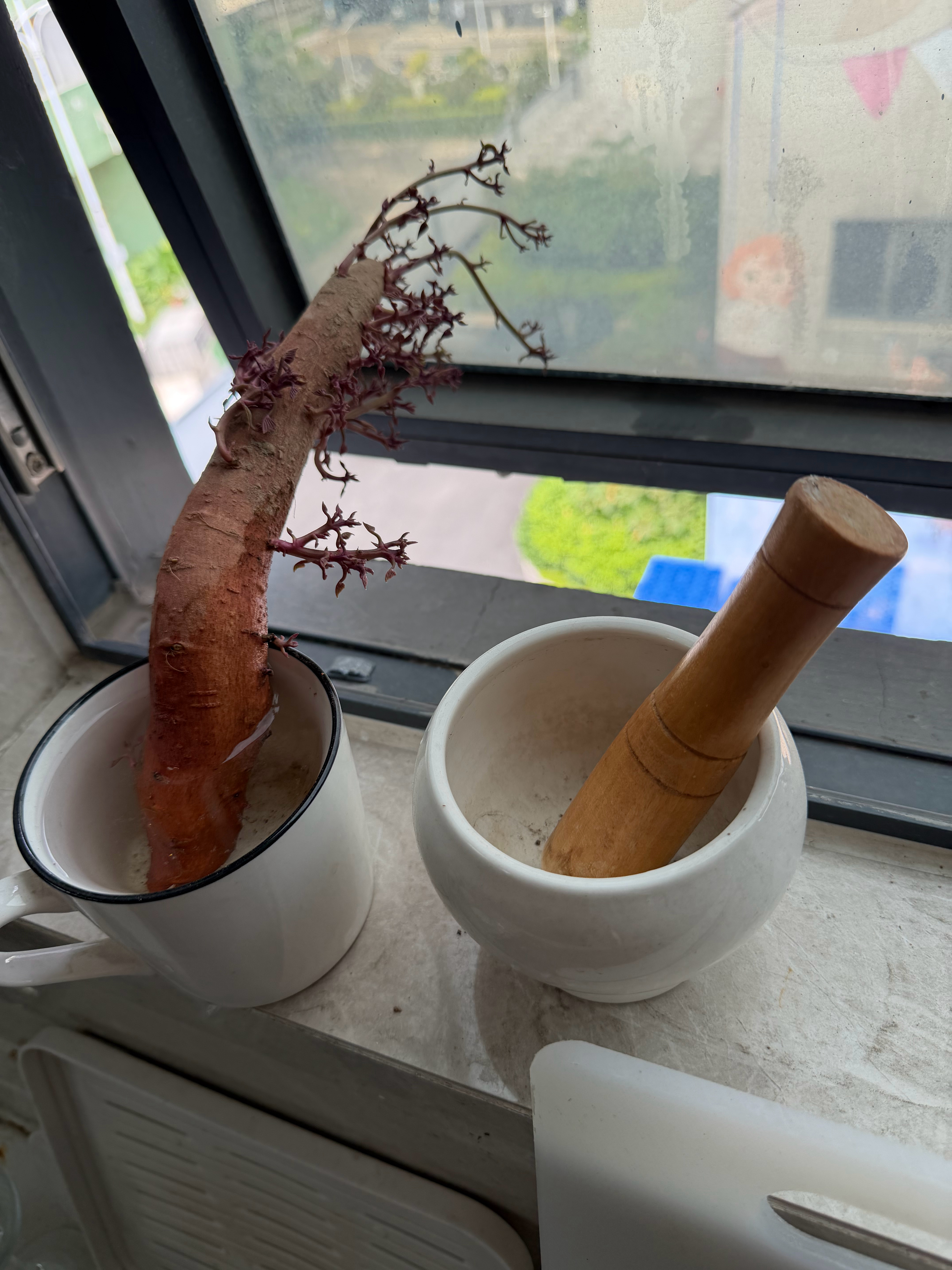 种一个盆景：红薯花 ​​​