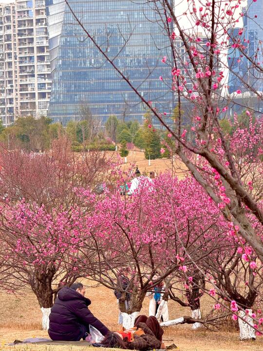 成都果然是大城市。。。桂溪公园梅花开爆了🌸