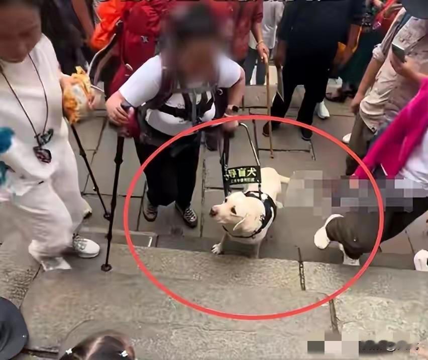 盲人夫妻带导盲犬爬泰山被收回！3个细节让人心寒…

导盲犬是盲人的眼睛，不是陪玩