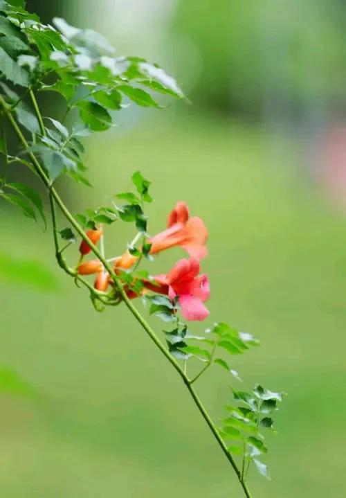 上联：优雅凌霄花枝俏；
下联：？？？