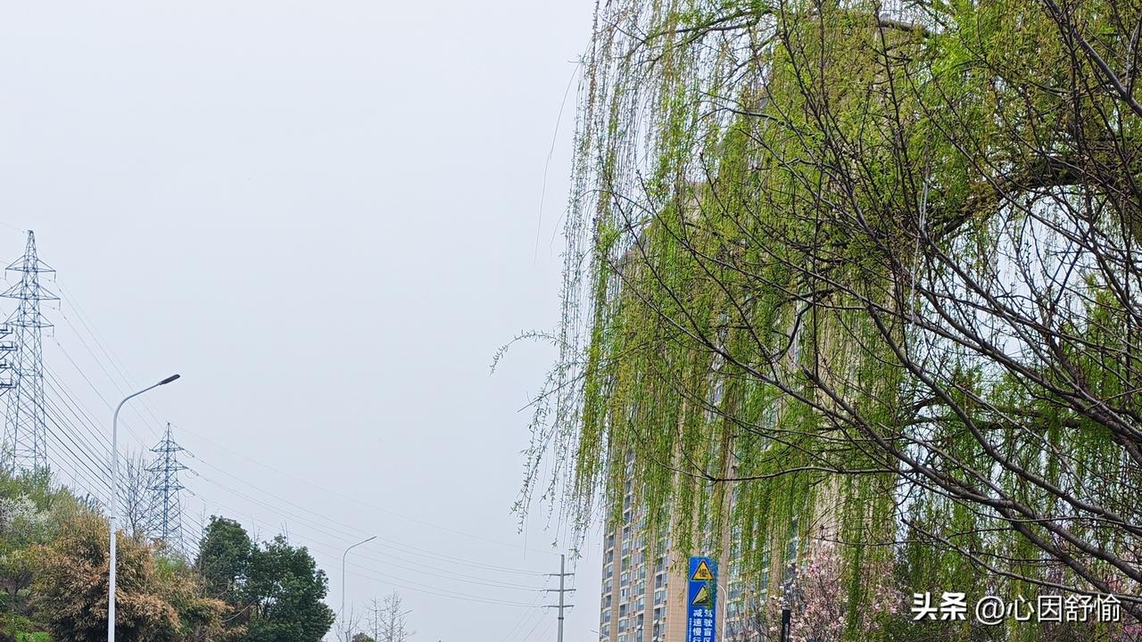 春天是播种希望的季节，种下绿意收获荫凉，种下耕耘收获成长。故乡的果树与桑林承载着