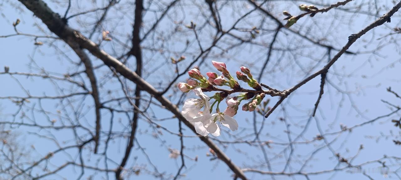 无锡金匮公园樱花实拍
只有零星几朵，还没到满眼繁华的时候。预计25号将进入盛花期