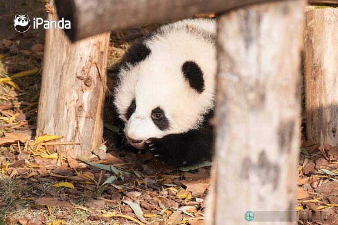 今日小寒 ❄️软 fufu 的熊猫团子已就位，快接住这份毛茸茸的温暖，把寒冷通通