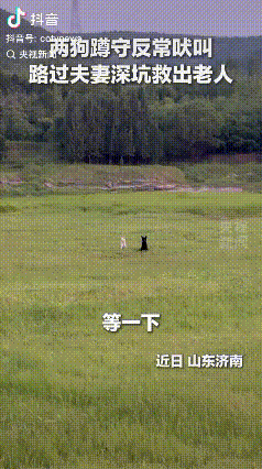 万物皆有灵。山东济南，一对新婚夫妻听到狗叫声，他们往远处看，看见是有两只狗在蹲守