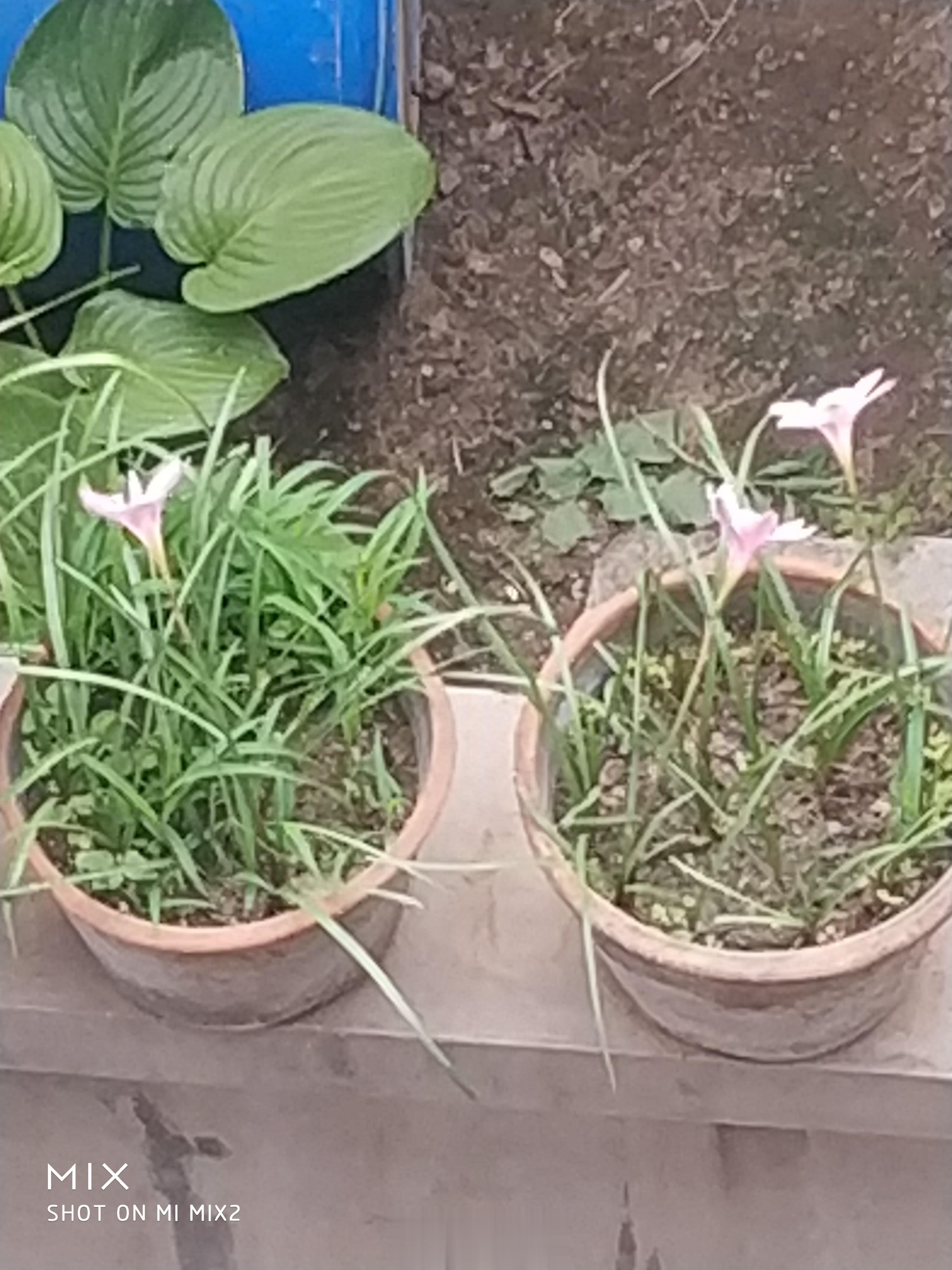 第一茬韮菜莲开花了。 ​​​