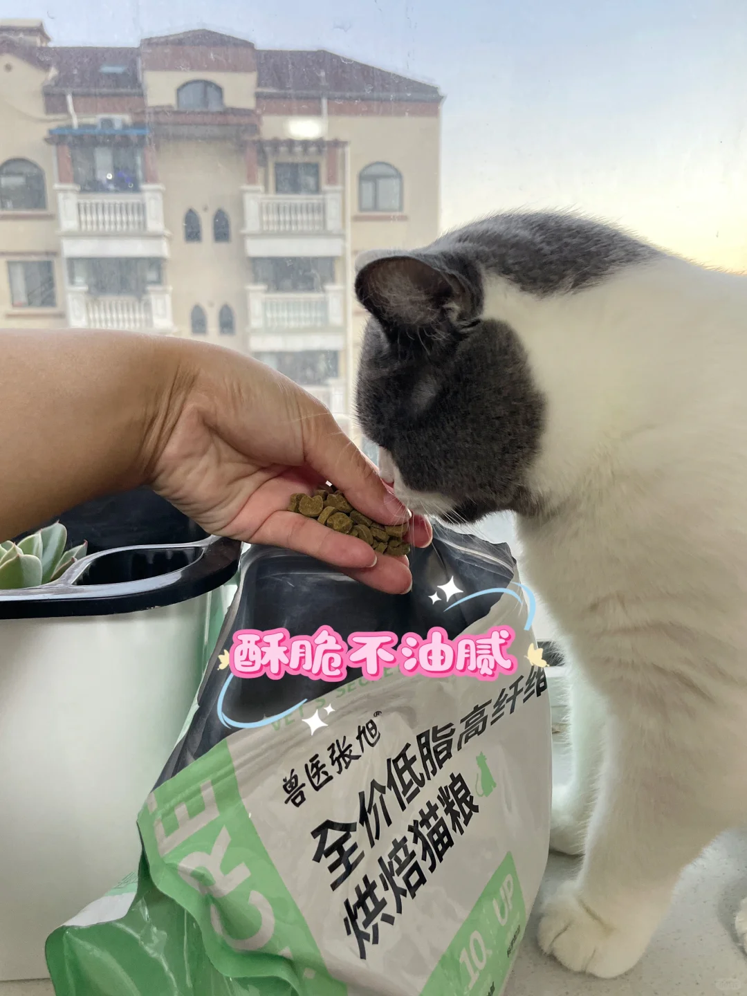 客服猫也有圆滚滚的烦恼ಥ_ಥ