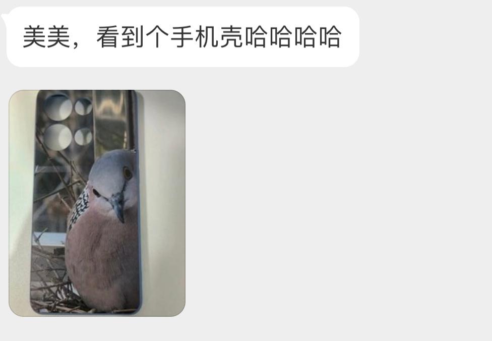 ？？？珠颈斑鸠出息了 ​​​